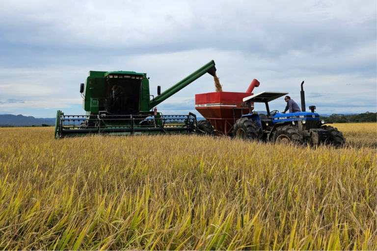 Queda de preço do arroz desacelera e indica maior equilíbrio no mercado 