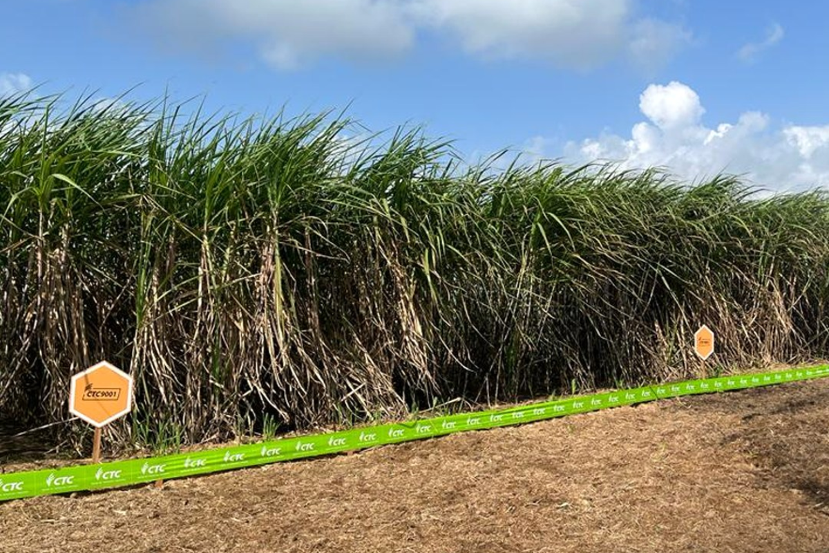 Foto: CTC/Divulgação