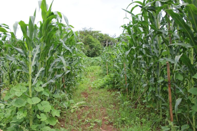 Epamig avalia benefícios do cultivo de feijão mangalô e milho crioulo na mesma área