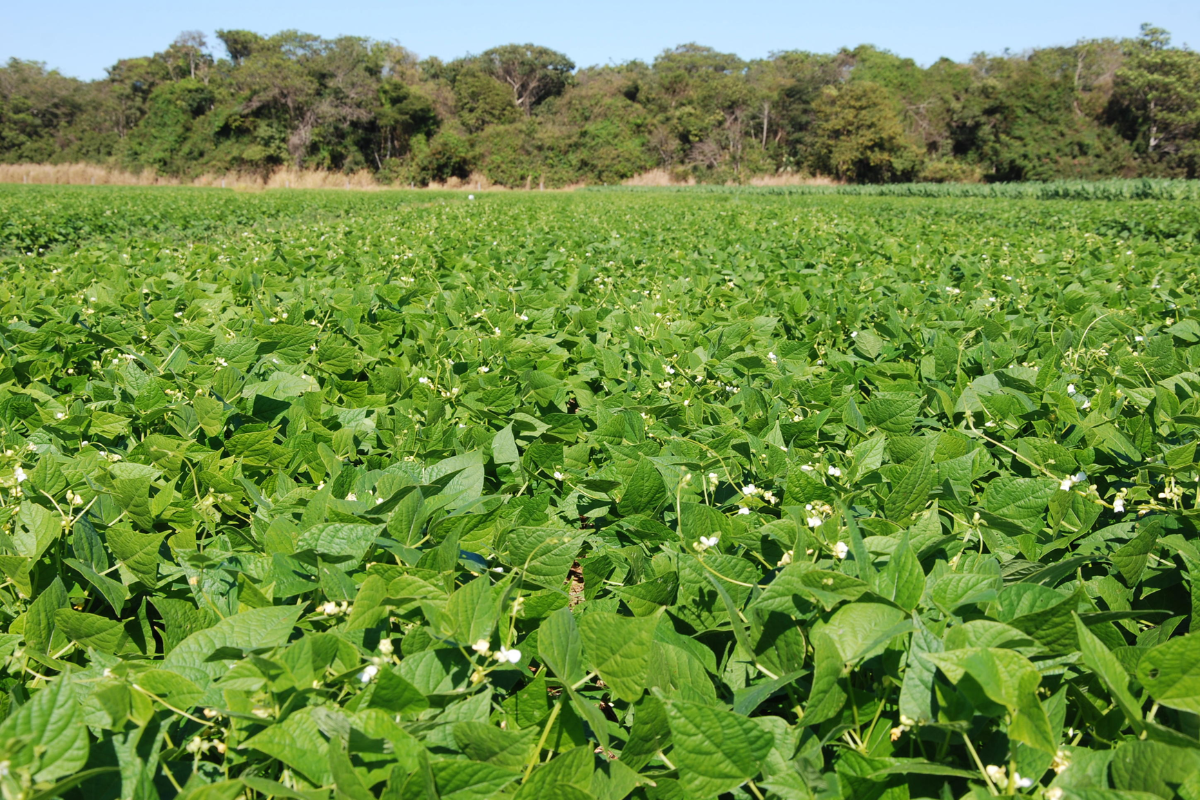 Foto: Sebastião José de Araújo/Embrapa