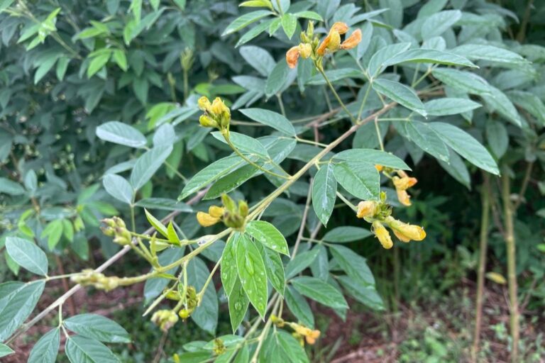 Nova cultivar de feijão é estratégica contra mudanças climáticas