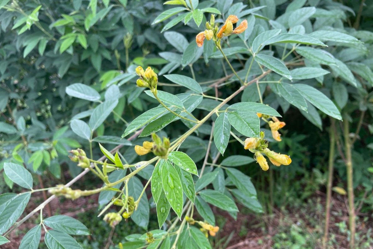 Cultivar floresce no inverno, época em que alimentação para o gado fica mais escassa. Foto: Embrapa/Divulgação