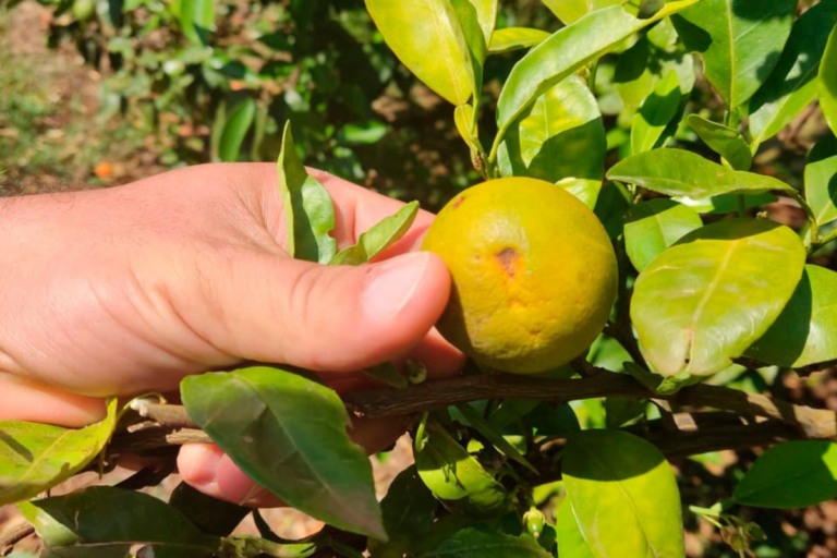 Greening deixa Paraná e Goiás em alerta 