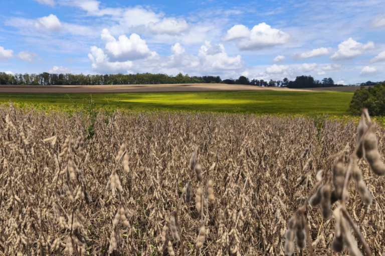 Embrapa lança cultivares de soja com resistência a pragas e tolerância a herbicidas