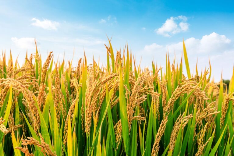 Abiarroz: Brasil exporta 86% mais produto em casca em março ante março de 2024