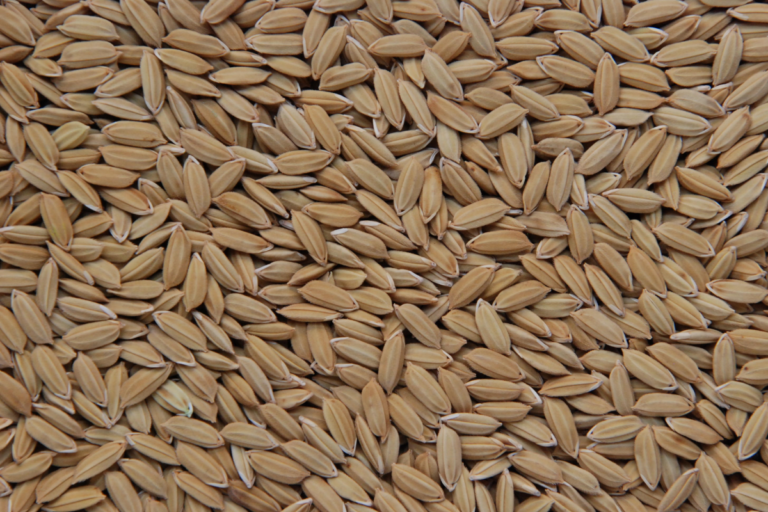Preços do arroz sofrem queda acentuada