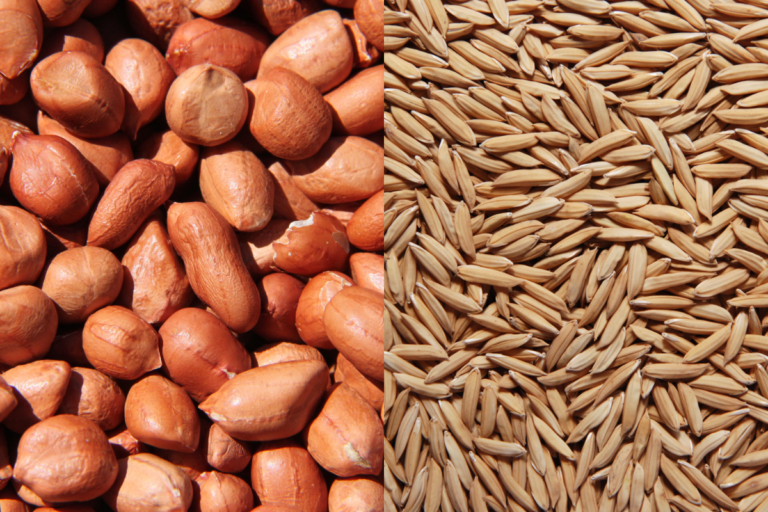 Ministério da Agricultura publica ZARC para arroz e amendoim