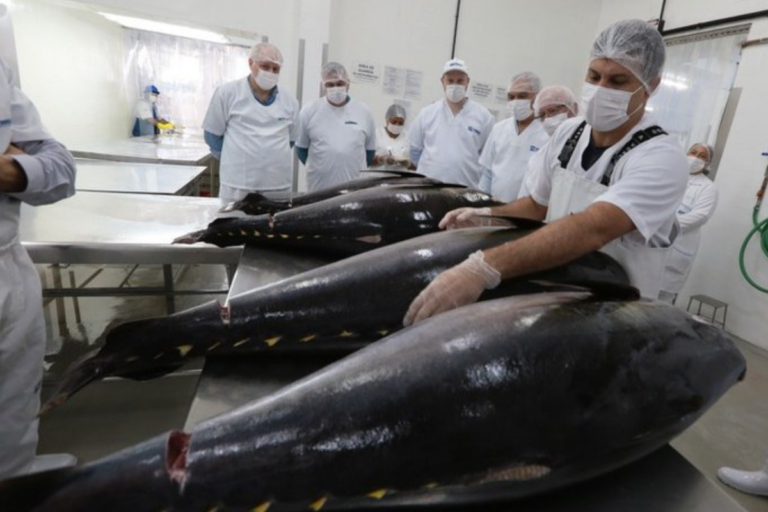Brasil investe em rastreabilidade digital do atum com foco na exportação