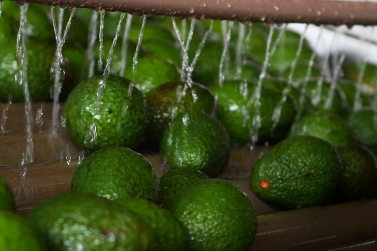 São Paulo inicia exportação de avocado para Chile e Japão