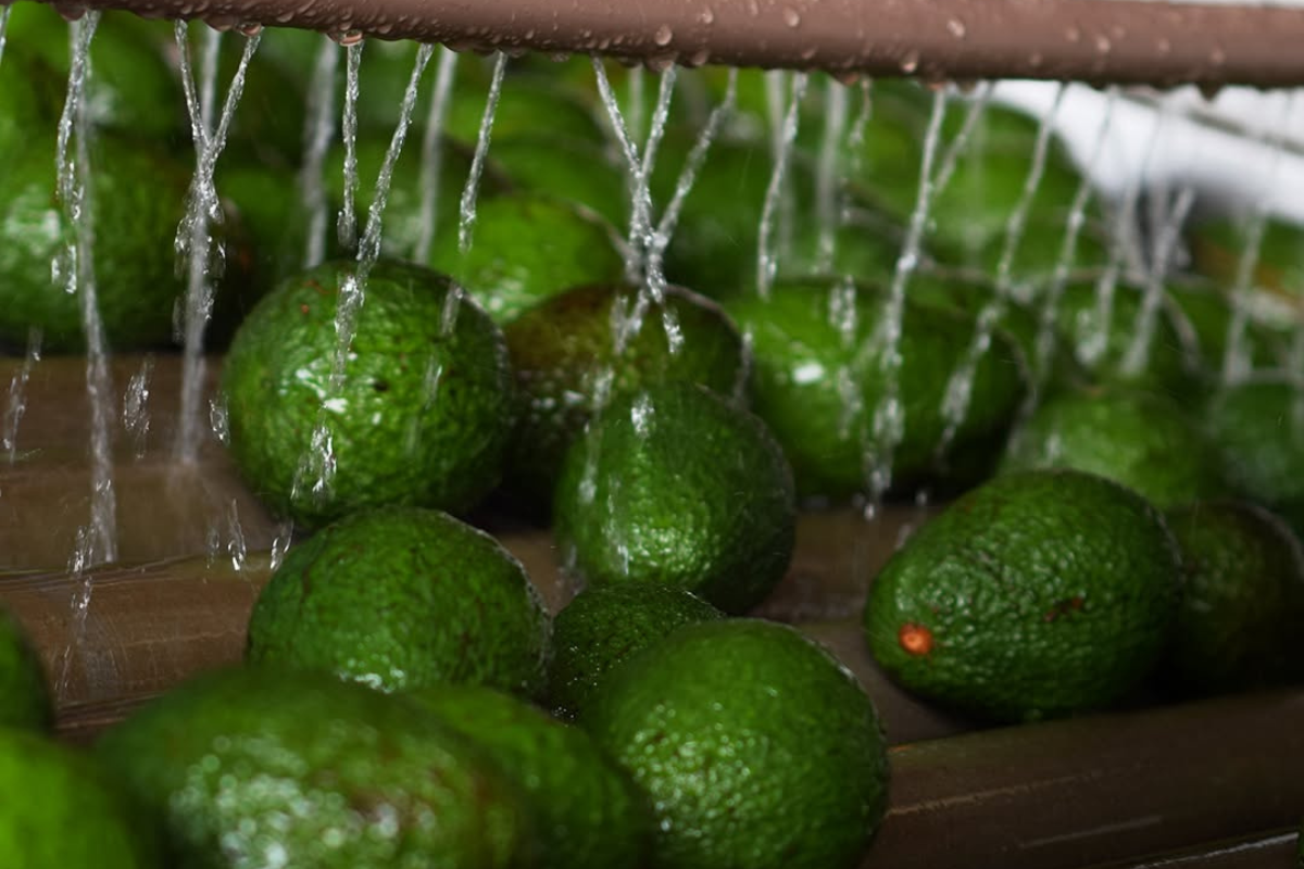 Foto: Avocado Jaguacy/Divulgação