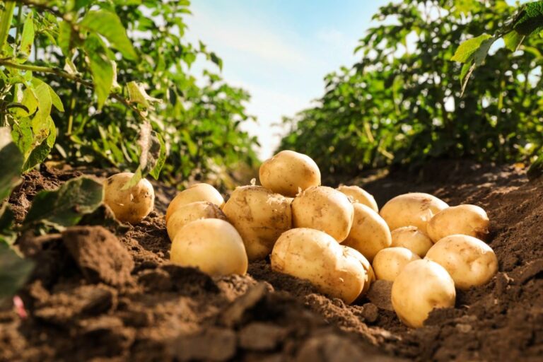 Cotação da batata registra queda no atacado desde dezembro, mostra Prohort