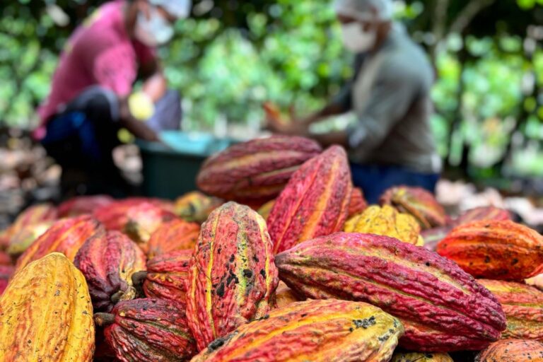 Disparada do cacau pressiona a indústria e impacta preço do chocolate na Páscoa