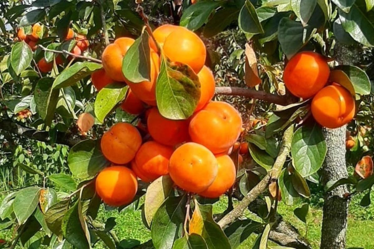 Foto: Emater-MG/Divulgação