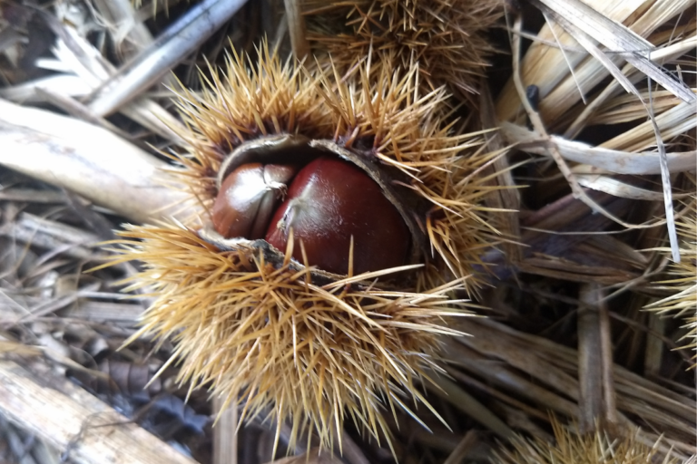 Uma castanha com espinhos? Conheça a castanha-portuguesa