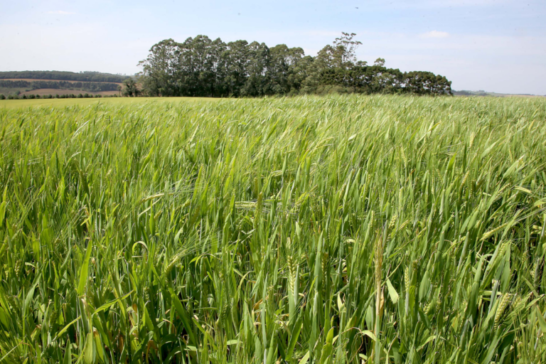 Paraná espera recorde na área plantada de cevada em 2025