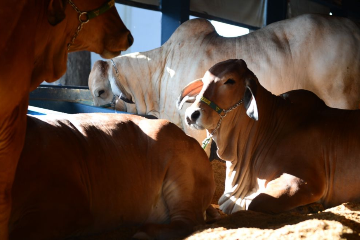 Foto: ExpoZebu/Divulgação 