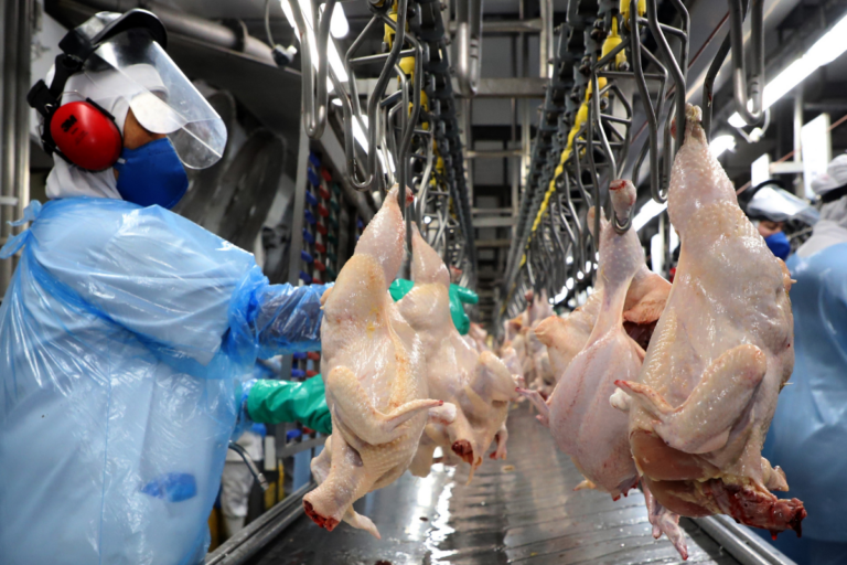 Exportação de carne de aves recua em volume e receita em julho