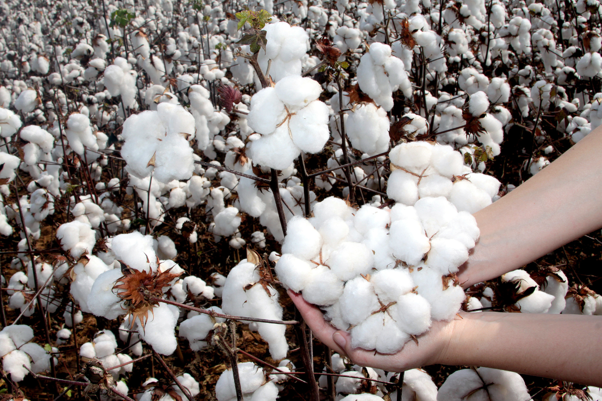 Conab indica que o país deve ter uma safra recorde com 3,93 milhões de toneladas da pluma. | Foto: Abrapa/Divulgação