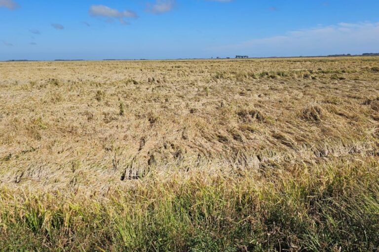 RS: chuva reduz produtividade do arroz e atrasa colheita
