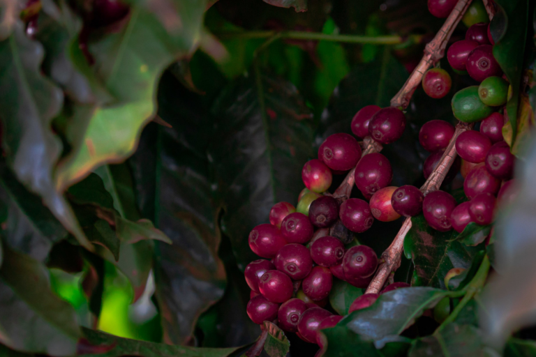 Após altas consecutivas, preço do café recua em março