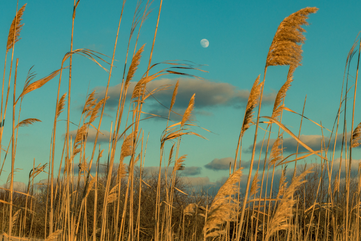 Foto: Adobe stock