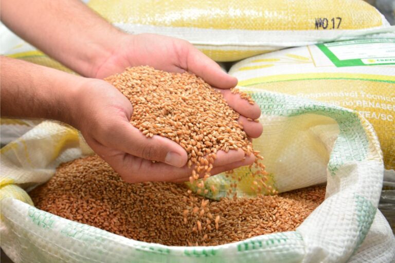 SC incentiva cultivo de cereais de inverno para enfrentar déficit de grãos na produção de ração
