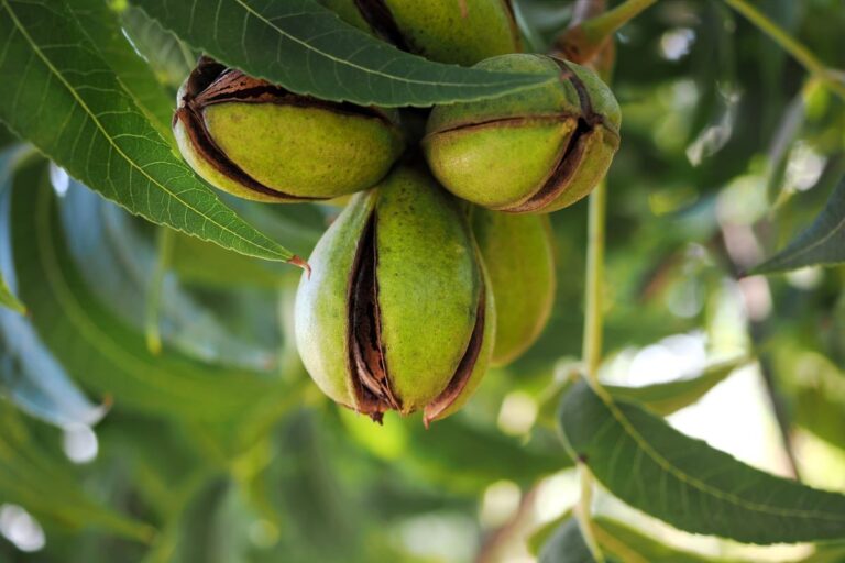 Colheita da noz-pecã começa com queda de 40% na produção