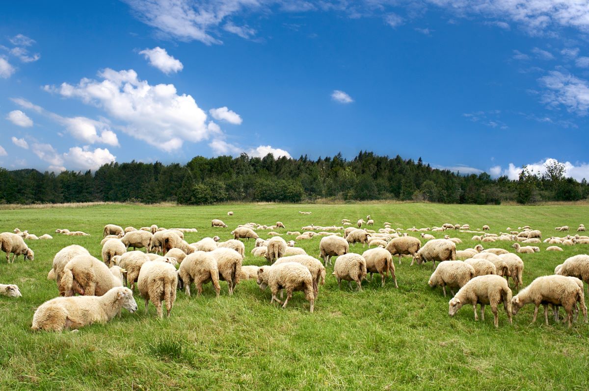 Ovinos estão entre os animais que devem ser vacinados - Foto: Adobe Stock