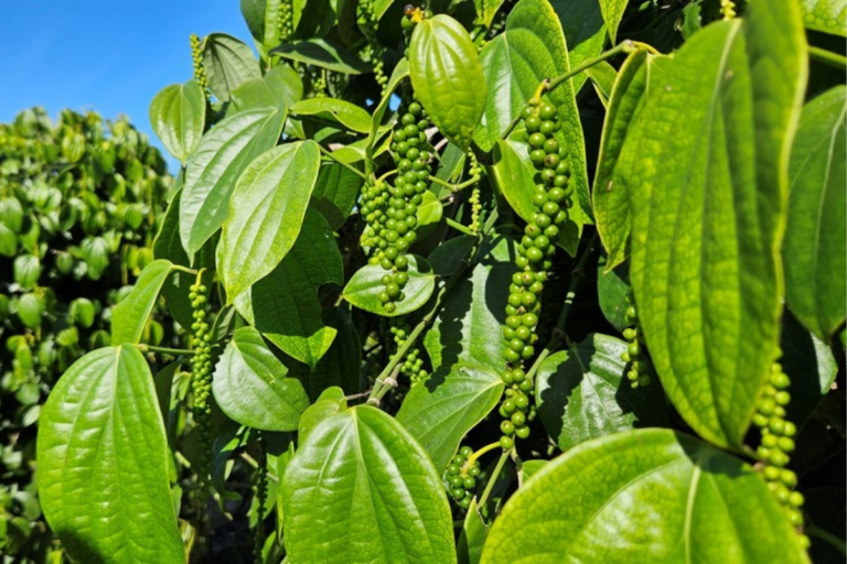 Exportações do agro capixaba batem recorde de US$ 816 milhões 