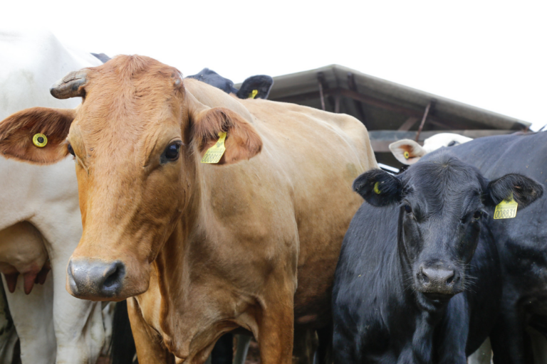 Produtores rurais devem declarar rebanho a partir de 1º de maio em 6 estados