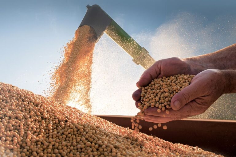 Soja: Abiove corta projeção de safra 24/25 para 169 mi de toneladas
