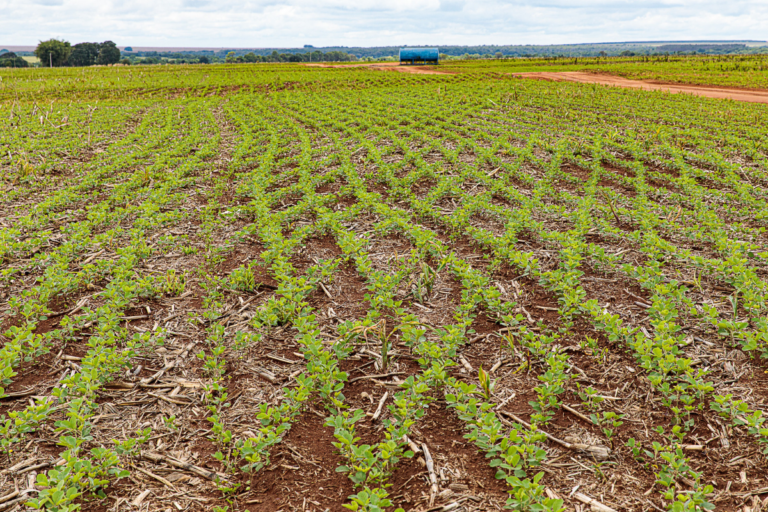 Custo de produção da soja em MT tem alta de 1,12% em março