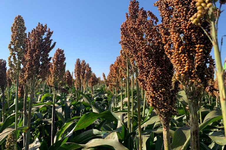 Nova cultivar de sorgo promete alta produtividade e resistência a doenças