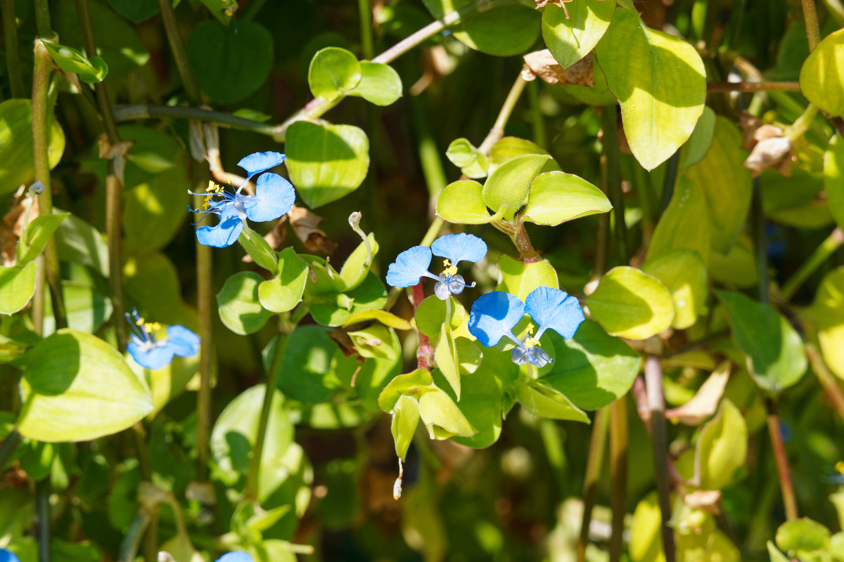 Foto: Adobe Stock