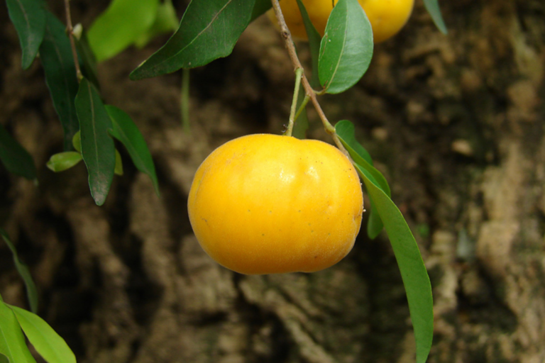 Já provou uvaia — fruta brasileira amarelinha, ácida e saborosa?