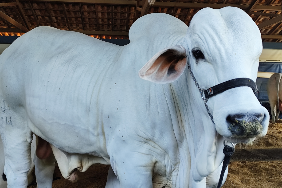 Foto: ExpoZebu/Divulgação
