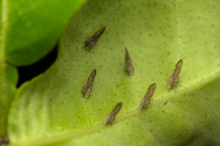 Novo centro de pesquisa em citros vai buscar soluções para o greening no Brasil