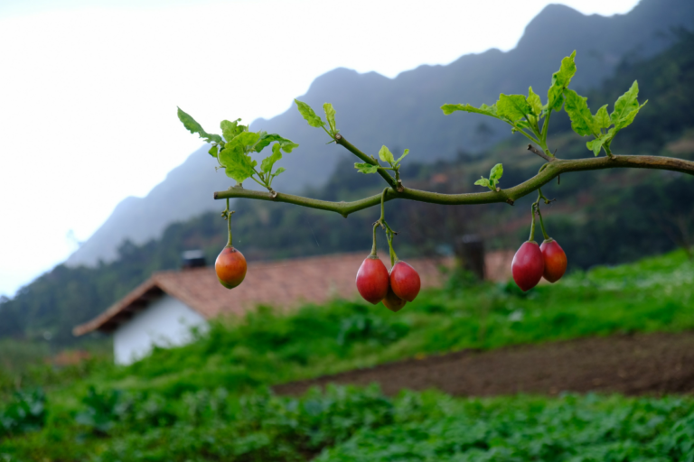Uma árvore que dá tomate? Conheça essa espécie exótica