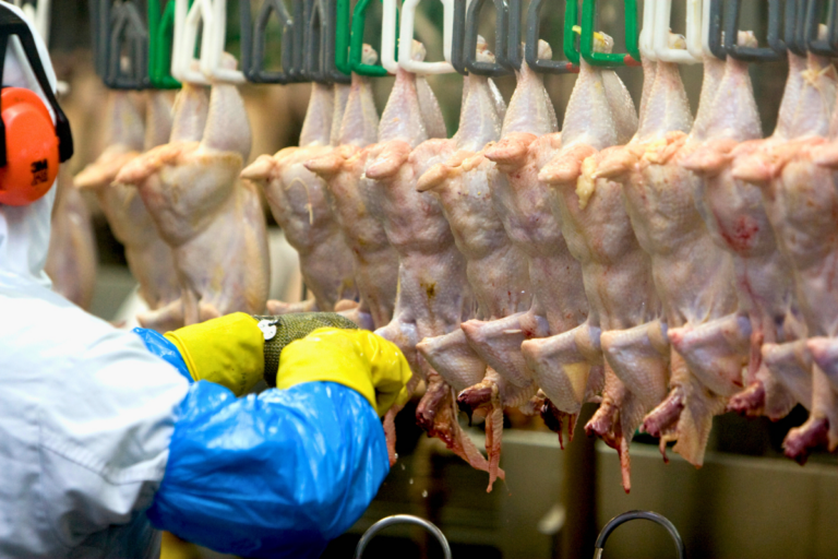 Exportações de frango completam 50 anos no Brasil