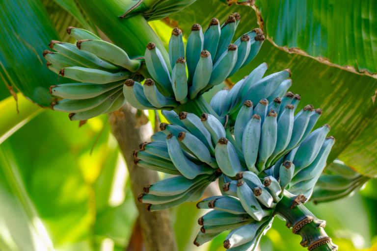 Sabia que existe uma banana azul com gosto de baunilha?