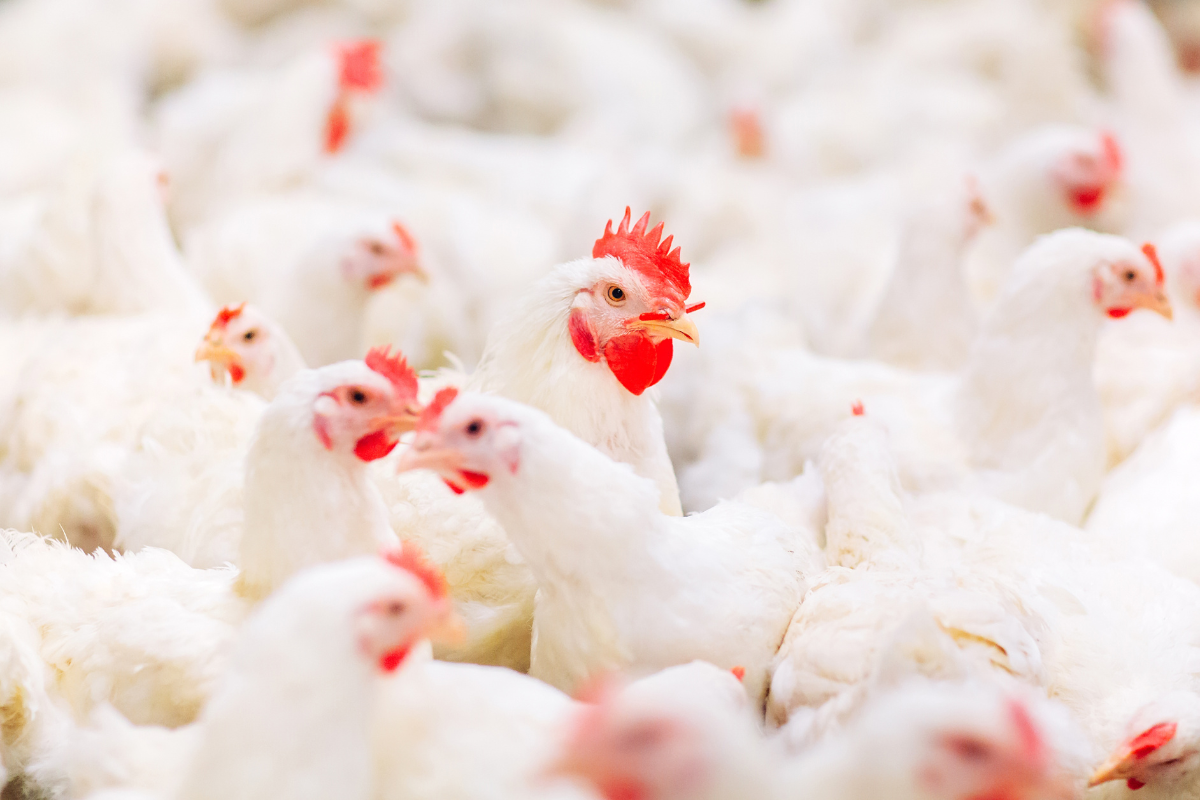 Foto: Adobe Stock   