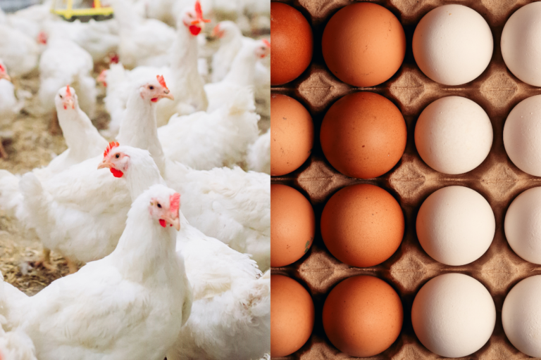 Carne de frango e ovos têm queda de preços