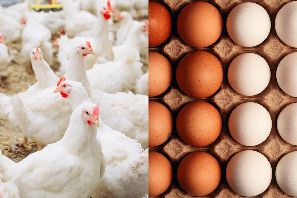 Foto: Adobe Stock