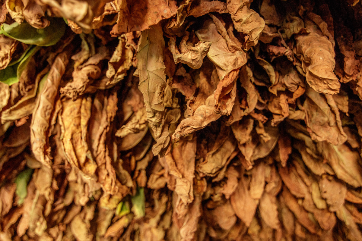 Brasil exporta 9% do volume total de tabaco produzido para os EUA | Foto: Adobe Stock