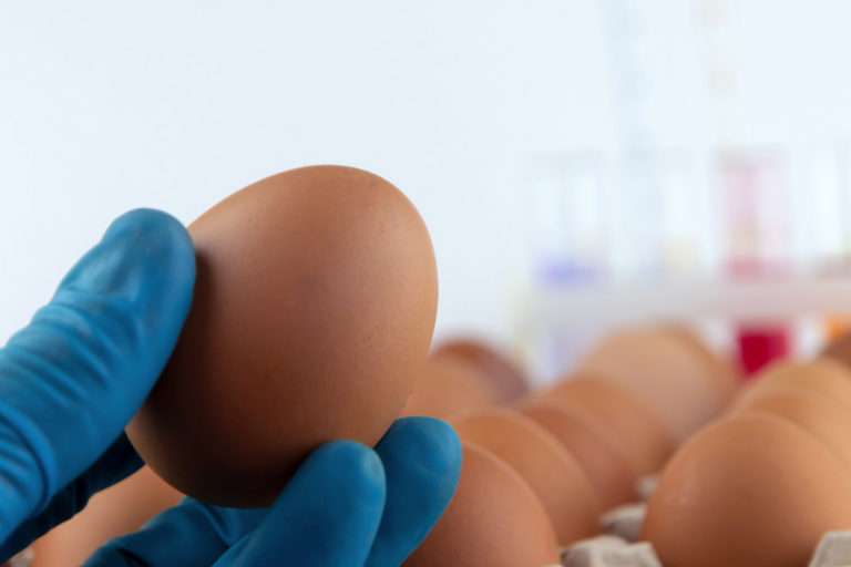Gripe aviária: ovos de granja gaúcha são descartados em 3 estados