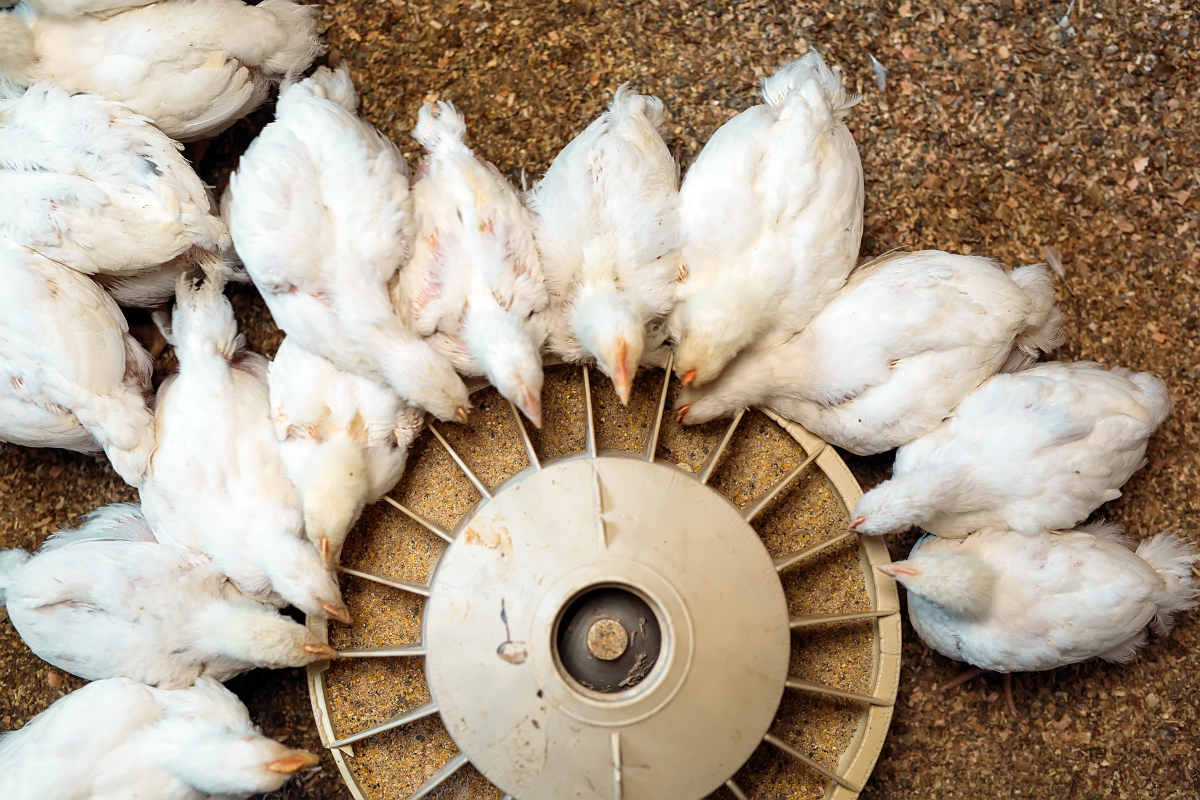 Alojamento de aves deve crescer 3% no semestre, mas produção não deve superar 1,5% no Brasil. | Foto: Adobe Stock