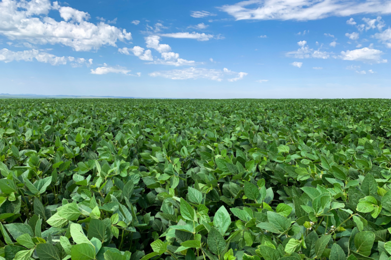 Ministério da Agricultura divulga ZARC para soja 2025/26