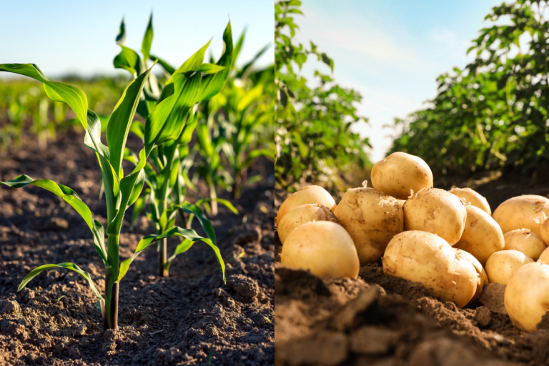 Publicados zoneamentos agrícolas para milho, batata e milho consorciado com braquiária