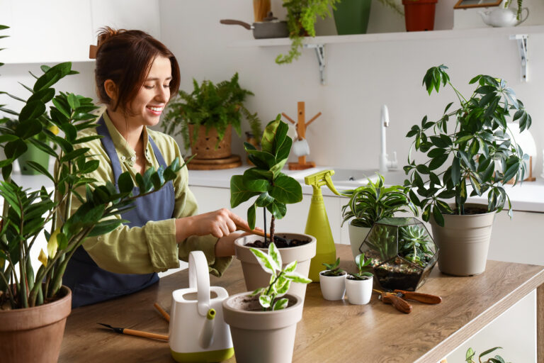Plantas para cuidar dentro de casa? Conheça as mais indicadas