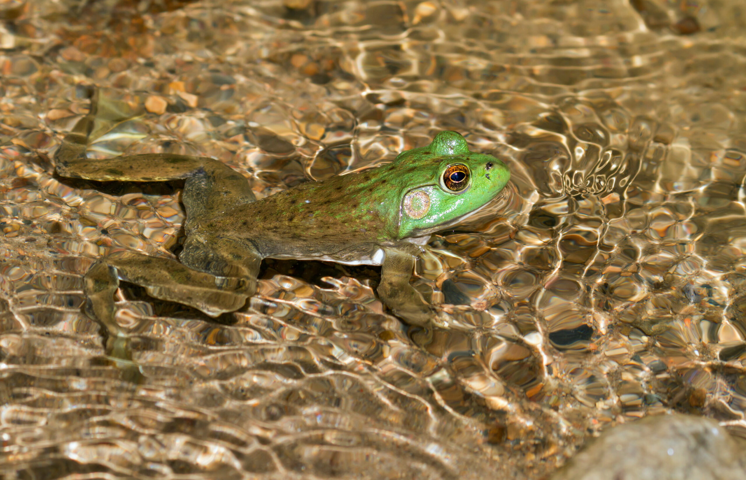 Foto: Adobe Stock
